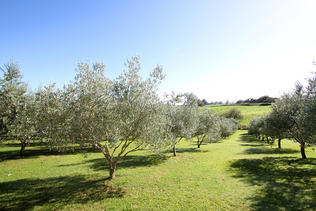 Ohaupo Olives Bed and Breakfast Eksteriør billede
