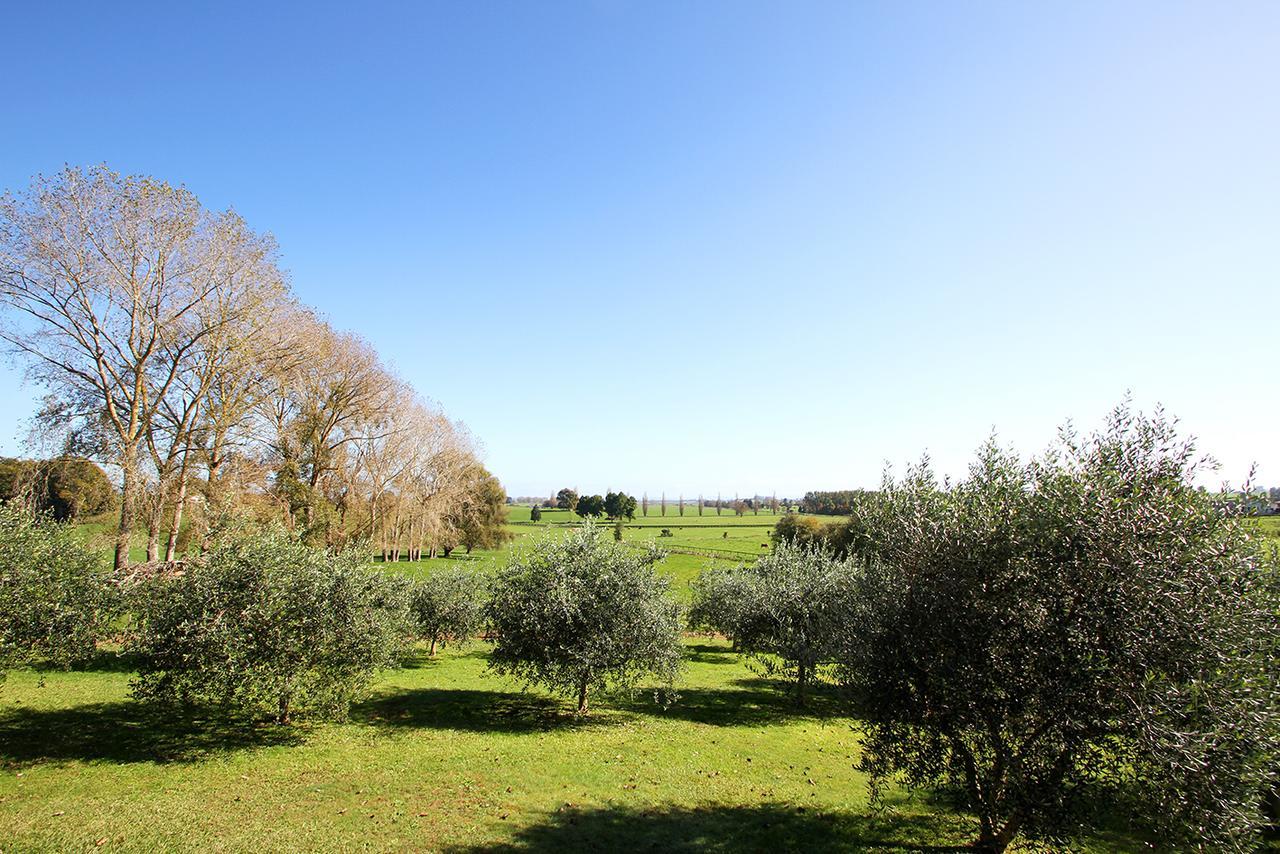 Ohaupo Olives Bed and Breakfast Eksteriør billede